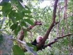 Monkey posing