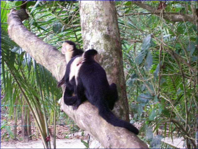 Three monkeys