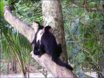 Three monkeys