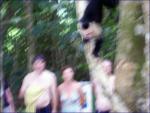 blurry monkey climbing down a tree