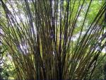 Bamboo