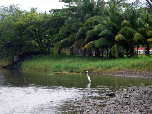 Egrets, I've seen a few