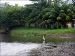 Egrets, I've seen a few