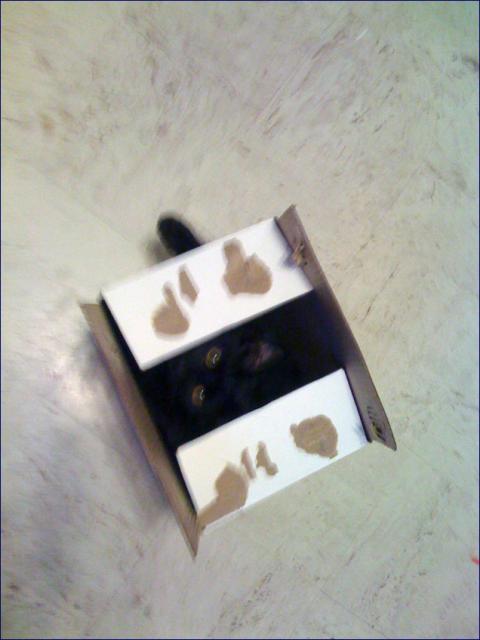cats016