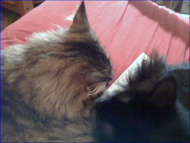 cats041