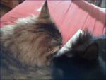 cats041